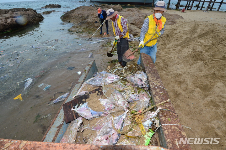 [영덕=뉴시스] 이바름 기자 = 28일 오전 경북 영덕군 장사해수욕장에 참다랑어들이 버려져 있다. 참다랑어 쿼터제로 바다에 버려진 참다랑어들이 물살에 떠밀려 해안가에 쌓였다. 2022.07.28. right@newsis.com