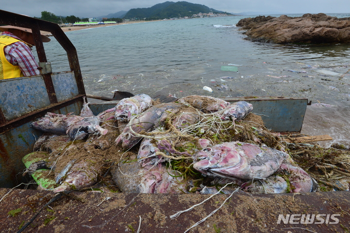 [영덕=뉴시스] 이바름 기자 = 28일 오전 경북 영덕군 장사해수욕장에 버려진 참다랑어들이 차량에 가득 실려 있다. 참다랑어 쿼터제로 바다에 버려진 참다랑어들이 물살에 떠밀려 해안가에 쌓인 것으로 확인됐다. 2022.07.28. right@newsis.com