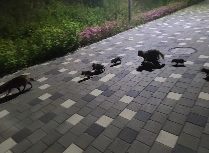 다산중앙공원에 출몰한 너구리들. (사진=남양주시 제공) *재판매 및 DB 금지