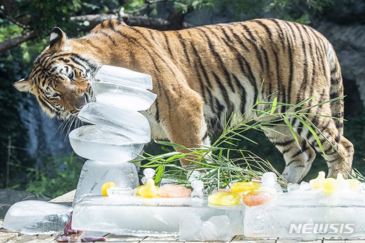[용인=뉴시스]에버랜드 타이거밸리 내에 설치한 얼음장난감을 가지고 노는 호랑이