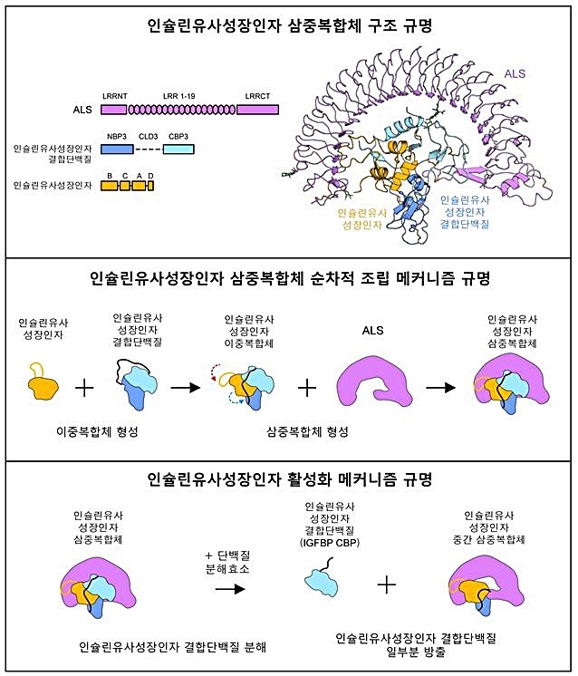 [대전=뉴시스] IBS 바이오분자 및 세포 구조 연구단의 인슐린유사성장인자 복합체 3차원 분자구조 규명 및 활성화 메카니즘 연구 요약도. *재판매 및 DB 금지