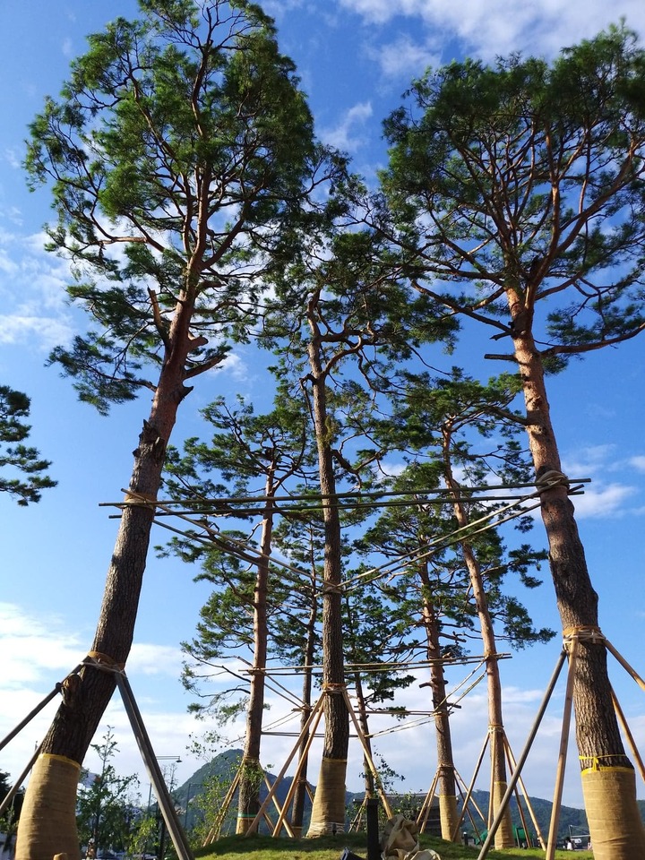 [서울=뉴시스]소나무정원