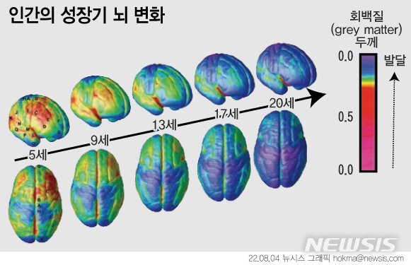[서울=뉴시스] 성장기 뇌의 변화. 색이 파랄수록 발달됐다는 의미다. (그래픽= 안지혜 기자) 2022.08.04