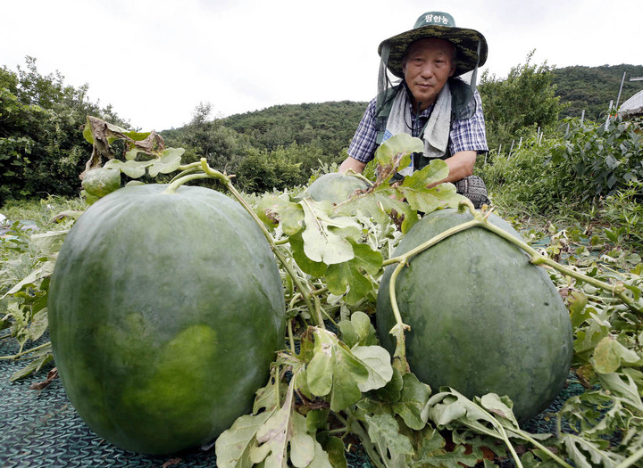 [광주=뉴시스] 무등산 수박. (사진=광주 북구 제공) 2022.08.04. photo@newsis.com *재판매 및 DB 금지