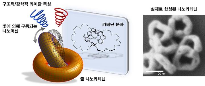 카테닌 분자에서 영감을 받아 합성한 두 개의 금 나노고리가 서로 기계적으로 엮여있는 금 나노카테닌. 사진 서울대학교 *재판매 및 DB 금지