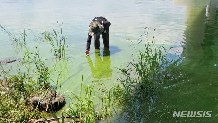 [대구=뉴시스] 고여정 기자 = 5일 오후 대구환경운동연합 등이 달성군 화원읍 낙동강에서 녹조를 확인하고 있다. 2022.08.05. ruding@newsis.com