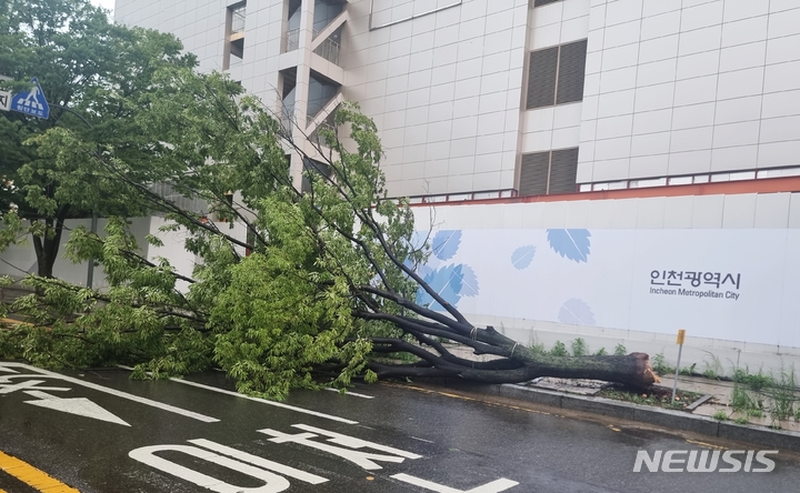 [인천=뉴시스] 김동영 기자 = 8일 낮 인천 남동구 인천경찰청 인근 도로에 나무가 쓰러져 있다. 2022.08.08. (사진=독자 제공)