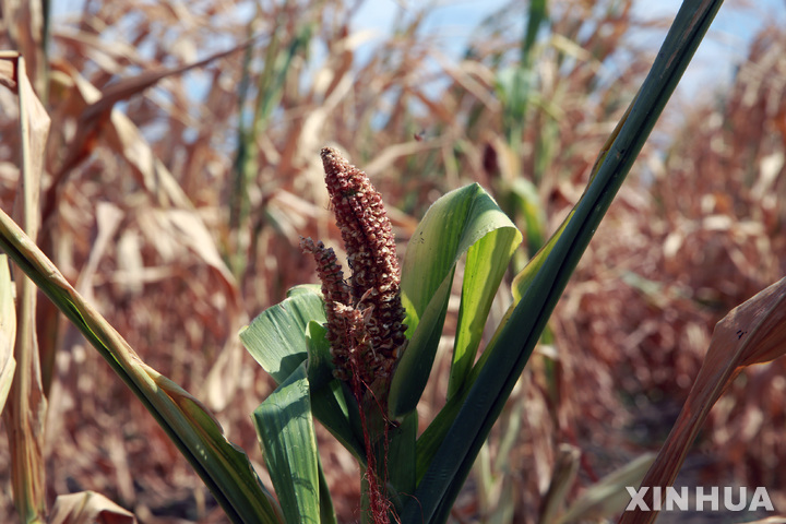 [ 부쿠레슈티( 루마니아)=신화/뉴시스] 루마니아의 심한 가뭄으로 밭작물인 옥수수가 영글지못한 채 말라죽고 있다.&nbsp; 