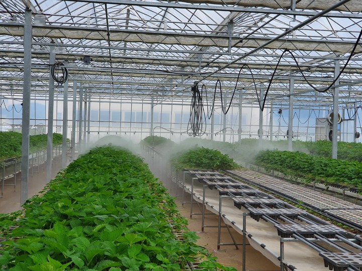 [안동=뉴시스] 농촌진흥청은 1일 장마철 집중호우로 인한 딸기 육묘장 침수 피해를 막기 위한 대책을 설명했다. 사진은 안동의 한 딸기 육묘장. (사진=농진청 제공) 2025.07.01. photo@newsis.com (사진=경북도 제공) 2022.08.10 *재판매 및 DB 금지