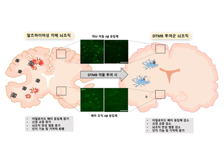 [포항=뉴시스] 강진구 기자 = 포스텍(총장 김무환)은 생명과학과 김경태 교수·박사과정 오은지 씨가 노브메타파마와의 공동연구를 통해 페록시솜 증식체 활성화 수용체(PPAR, Peroxisome Proliferator Activated Receptor)를 활성화하는 물질을 개발해 알츠하이머성 치매 치료의 가능성을 열었다고 10일 밝혔다.사진은 연구 관련 이미지.(사진=포스텍 제공) 2022.08.10.photo@newsis.com *재판매 및 DB 금지