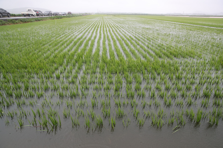 [홍성=뉴시스] 충남지역 벼 피해 현장 모습. *재판매 및 DB 금지