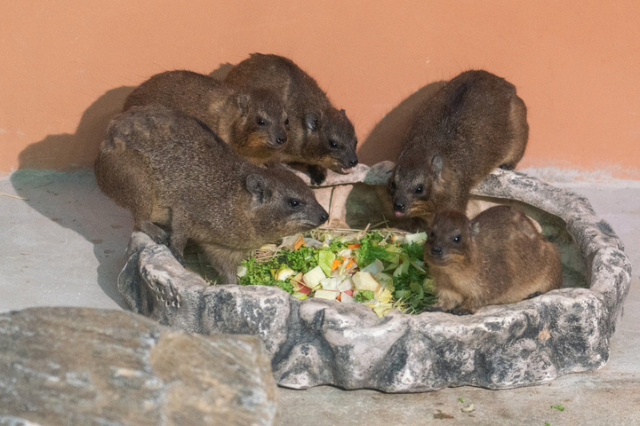 [서울=뉴시스]바위너구리