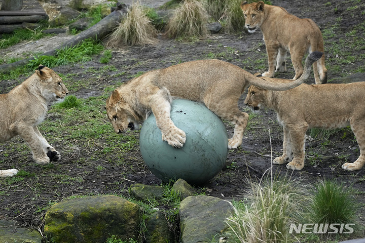 [시드니=AP/뉴시스]지난 8월 12일(현지시간) 호주 시드니에 위치한 타롱가 동물원에서 2021년 8월 출생한 새끼 사자들이 뛰어놀고 있다. 