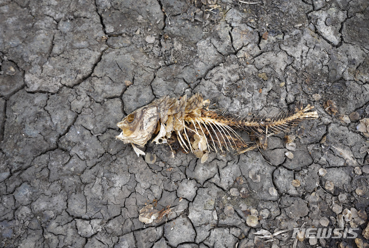 [베오그라드=AP/뉴시스] 지난 9일(현지시간) 세르비아 수도 베오그라드 북서쪽 150㎞ 떨어진 한 마을 저수지가 말라붙어 죽은 물고기가 뼈만 남아 있다. 전례 없는 가뭄이 유럽 대륙 절반을 뒤덮어 다뉴브강, 라인강, 포강 등 유럽 주요 강의 수위가 급격히 떨어져 농장 경제에 피해를 주고, 물 제한을 강요하며 수생종을 위협하는 것으로 알려졌다. 2022.08.12.