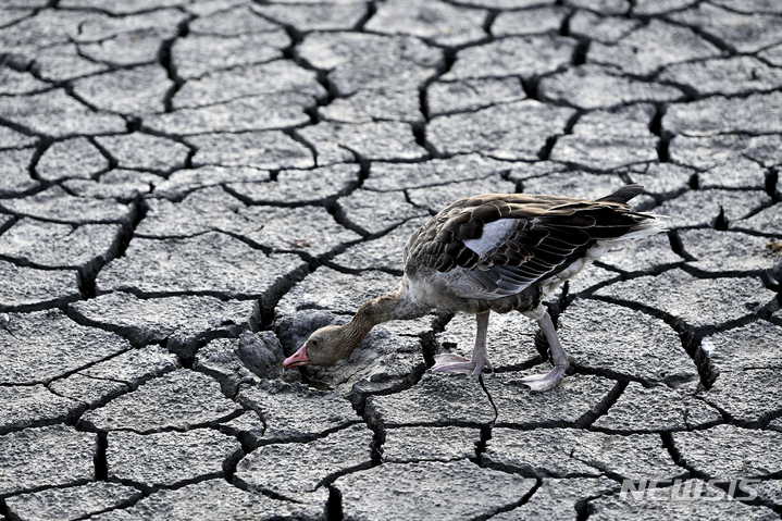 [벨렌체=AP/뉴시스] 11일(현지시간) 헝가리 벨렌체의 말라붙은 벨렌체 호수에서 거위 한 마리가 갈라진 바닥을 뒤지며 물을 찾고 있다. 전례 없는 가뭄이 유럽 대륙 절반을 뒤덮어 다뉴브강, 라인강, 포강 등 유럽 주요 강의 수위가 급격히 떨어져 농장 경제에 피해를 주고, 물 제한을 강요하며 수생종을 위협하는 것으로 알려졌다. 2022.08.12.
