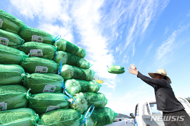 [강릉=뉴시스] 김경목 기자 = 12일 오후 전국 최대 규모의 고랭지 채소 단지인 강원도 강릉시 왕산면 안반데기에서 수확한 배추를 가득 실은 화물차 적재함으로 인부들이 배추를 옮겨 적재하고 있다. 2022.08.12. photo31@newsis.com