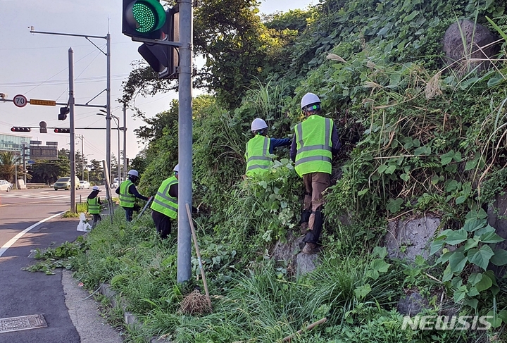 [제주=뉴시스] 제주 도내 주요 도로변 칡덩굴 제거 작업 모습. (사진=제주도 제공)