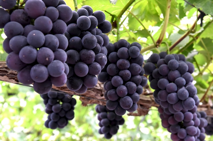 [안산=뉴시스] 안산 대부포도 (사진=안산시 제공) 2022.08.16. photo@newsis.com *재판매 및 DB 금지