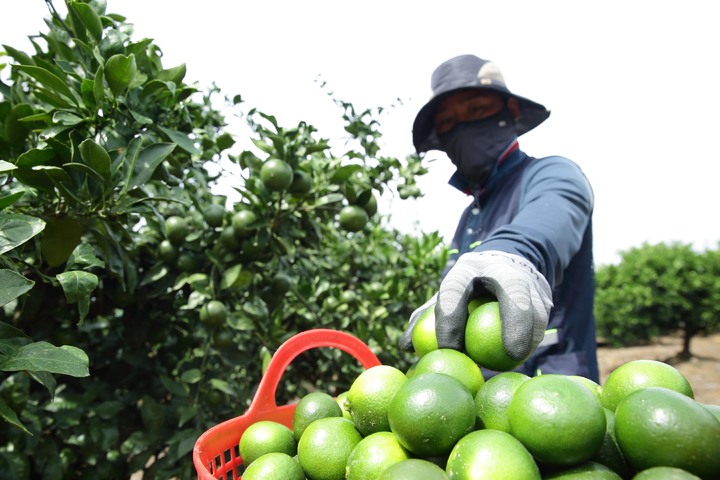 [서울=뉴시스] 16일 제주 서귀포시 농촌진흥청 국립원예특작과학원 감귤연구소 시험 재배지에서 연구원들이 '풋귤'을 수확하고 있다. (사진=농촌진흥청 제공) 2022.08.16. photo@newsis.com *재판매 및 DB 금지