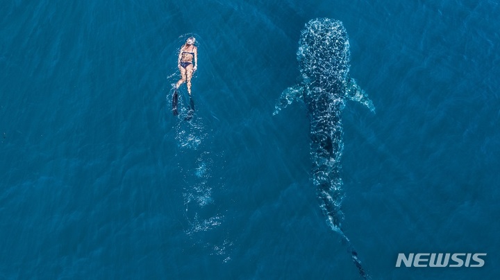 [서울=뉴시스] 고래상어, 닝갈루 리프, 서호주. (사진=서호주 관광청 제공) 2022.08.17. photo@newsis.com *재판매 및 DB 금지