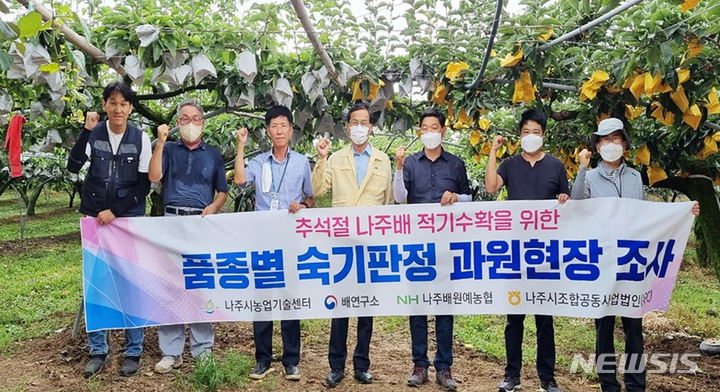 [나주=뉴시스] 나주시농업기술센터가 추석을 앞두고 고품질 나주배 유통을 위해 운영한 품종별 숙기판정단 활동 모습. (사진=나주시 제공) 2022.08.17. photo@newsis.com