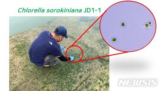 [서울=뉴시스]클로렐라 소로키니아나 JD1-1 균주(Chlorella sorokiniana JD1-1) 시료 채취 및 현미경 사진(자료=국립호남권생물자원관)