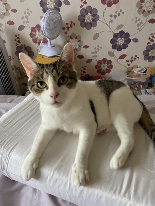 [서울=뉴시스] 키우던 고양이가 심장발작을 겪은 주인을 잠에서 깨웠다. (사진출처: 트위터) 2022.08.19. *재판매 및 DB 금지