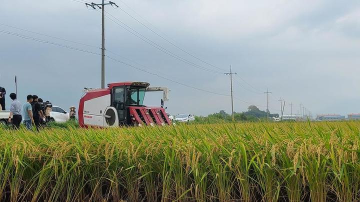 [부산=뉴시스]올해 부산의 첫 벼 수확이 23일 강서구 죽동동 김경양 씨의 논에서 시작 된다. 사진은 지난해 같은 논에서 첫 벼 수확하는 모습(사진=부산시 제공) *재판매 및 DB 금지