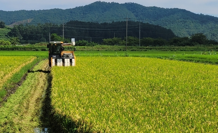 [보성=뉴시스] 전남 보성 웅치 올벼쌀 수확 장면. (사진 = 광주시 제공) *재판매 및 DB 금지