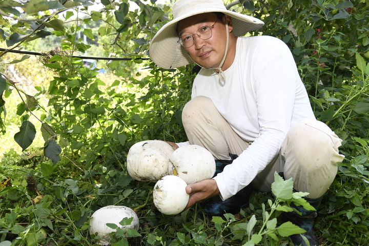 자신의 사과밭에서 댕구알버섯을 발견한 남원시 운봉읍 허인성 씨와 발견된 4개의 댕구알버섯. *재판매 및 DB 금지