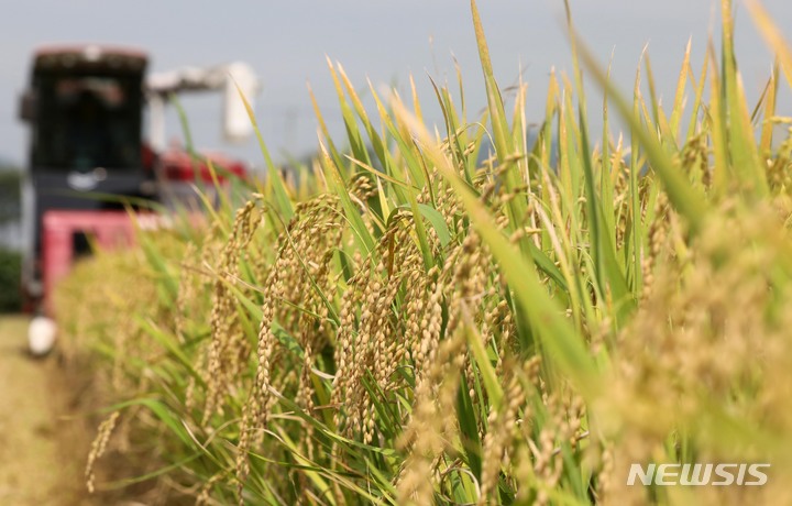 [부산=뉴시스] 2022년 부산 첫 벼 수확 모습. 