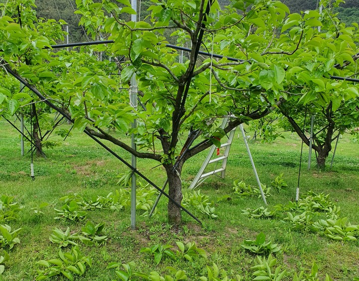 [안동=뉴시스] 여름 감나무 가지치기. (사진=경북도 제공) 2022.08.24 *재판매 및 DB 금지