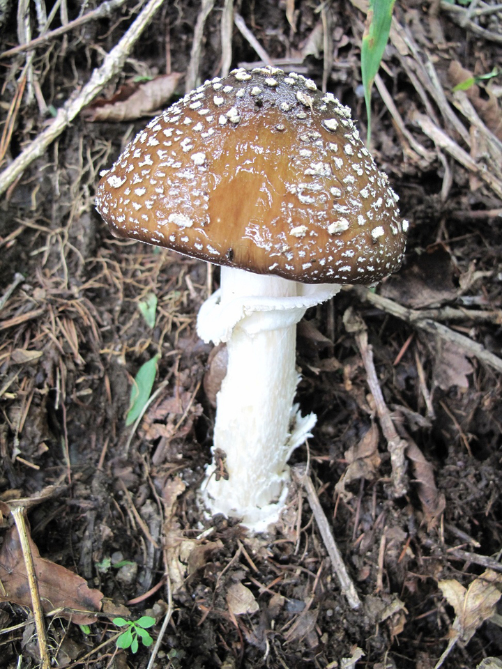 [나주=뉴시스] 독버섯으로 분류되는 마귀광대버섯. (사진=전남도산림자원연구소) 2022.08.24. photo@newsis.com *재판매 및 DB 금지