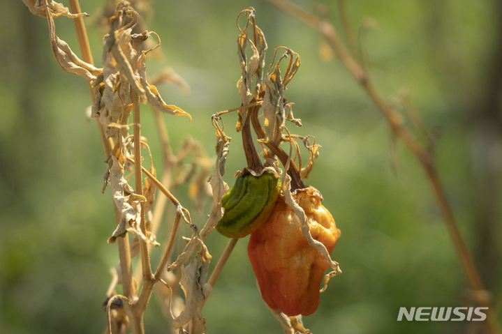 中 북부 폭염에 농업용수 등 물 부족 심각...경작지 3만㎢ 피해