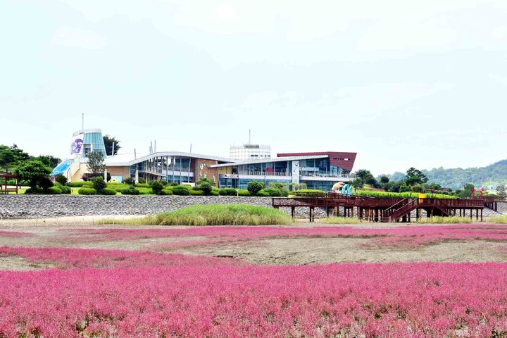 [무안=뉴시스] 칠면초 군락지 무안갯벌. *재판매 및 DB 금지