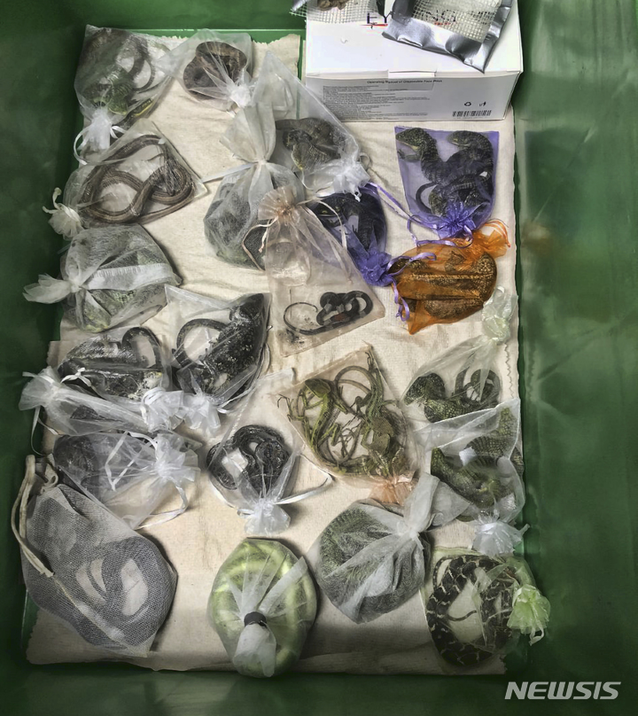 [AP/뉴시스] 검찰이 8월 24일 공개한 미 캘리포니아 남성이 옷가방에 숨긴채 밀수한 파충류들. 그는 뱀 60마리를 포함한 전갈, 도마뱀, 거북등 1700마리를 밀수한 혐의로 최고 20년형을 선고 받을 수 있다.&nbsp; 