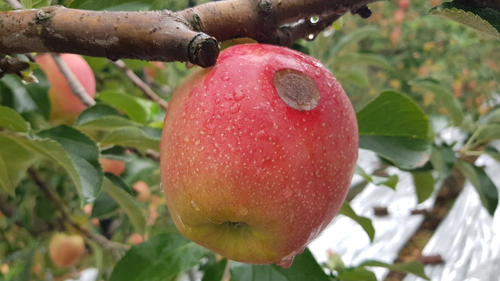 [충주=뉴시스] 이병찬 기자 = 농촌진흥청은 오는 21일부터 다음 달 31일까지를 '주요 과수 탄저병 중점 관리 기간'으로 지정하고, 사과·복숭아·단감 주산지 5개 도 20개 시·군에서 탄저병 예방 예찰을 강화한다고 20일 밝혔다. 사진은 2022년 8월 26일 탄저병에 걸린 홍로 사과.(사진=충주시 제공) 2022.08.26. photo@newsis.com *재판매 및 DB 금지