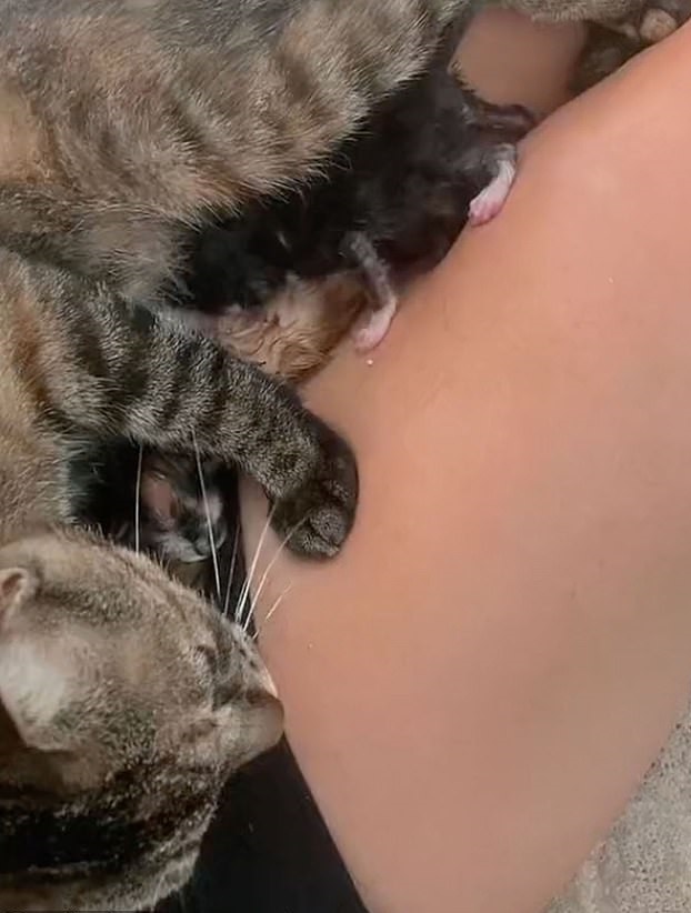 [서울=뉴시스] 네덜란드의 한 고양이가 주인의 무릎 위에서 새끼 5마리를 낳았다. (사진출처: 틱톡) 2022.08.29. *재판매 및 DB 금지