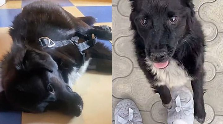 러시아의 우크라이나 폭격으로 전쟁 신경증(shell-shock) 증상에 시달리던 강아지가 우크라이나 병사의 보살핌으로 정상적인 생활을 회복했다. 출처: 트위터&nbsp; *재판매 및 DB 금지