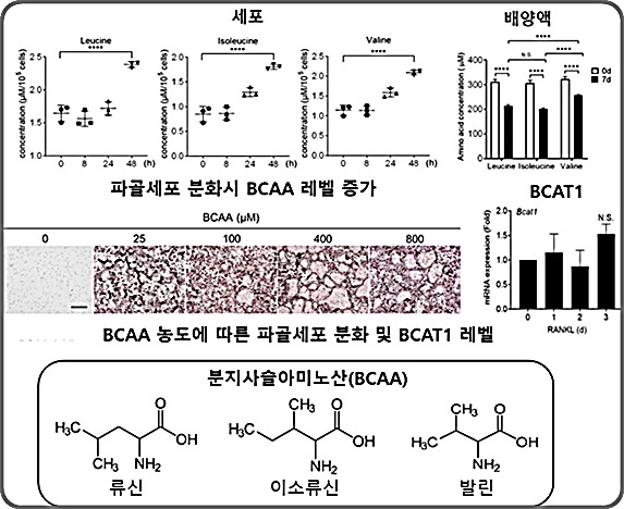 [대전=뉴시스] 분지사슬아미노전달 효소1(BCAT1)의 기능. BCAT1은 분지사슬아미노산(BCAA) 대사 과정을 조절해 파골세포의 성숙을 촉진시킨다. *재판매 및 DB 금지