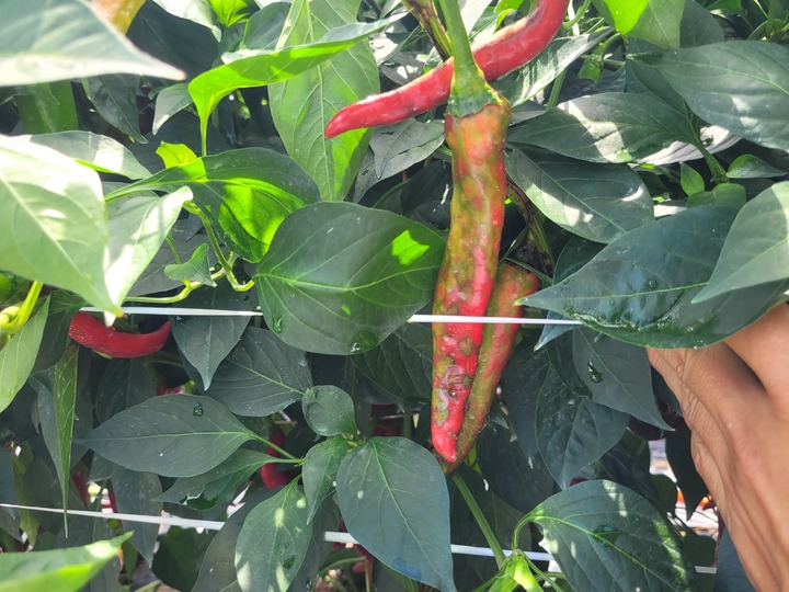 [안동=뉴시스] 고추에 발병한 토마토반점위조바이러스 *재판매 및 DB 금지