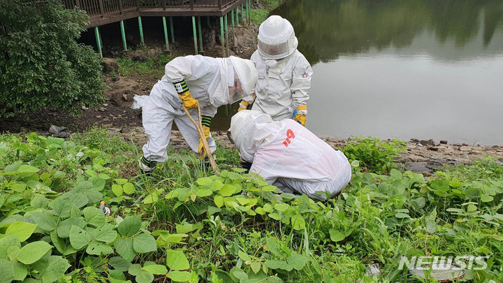 [무안=뉴시스] 전남소방본부 대원들이 주민 안전을 위협하는 벌집을 제거하고 있다. (사진=뉴시스 DB). photo@newsis.com 