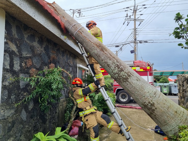 [제주=뉴시스] 오영재 기자 = 제11호 태풍 힌남노가 제주를 강타한 5일 오전 서귀포시 대정읍 신도리에서 마당에 있던 나무가 쓰러져 소방당국이 안전 조치에 나서고 있다.(사진=제주소방안전본부 제공) 2022.09.05. oyj4343@newsis.com *재판매 및 DB 금지