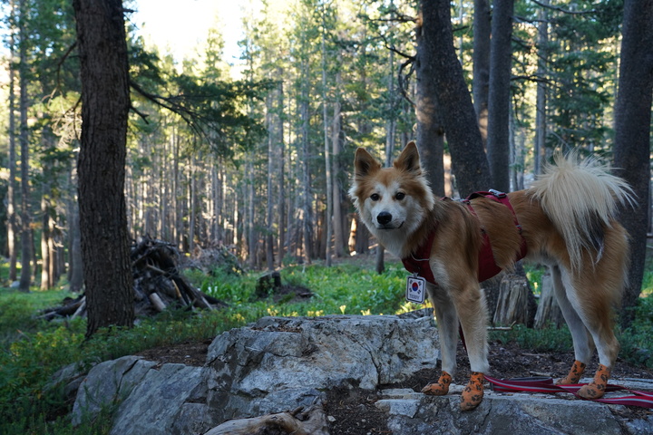 아빌라비치를 찾은 배우 이기우와 반려견 테디. (사진=캘리포니아관광청 제공) photo@newsis.com *재판매 및 DB 금지