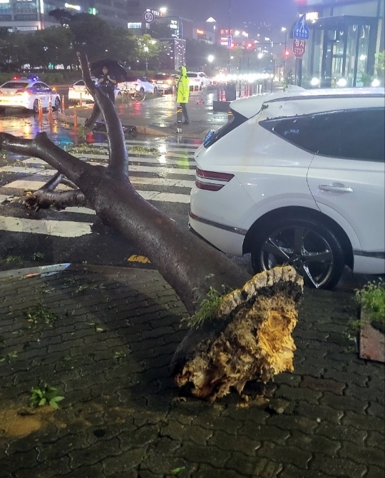 [안산=뉴시스] 태풍 힌남노의 영향으로 5일 경기 안산시 단원구 고잔동의 한 도로에서 가로수가 쓰러져 주차된 차량 1대가 파손됐다. (사진=경기도소방재난본부 제공) *재판매 및 DB 금지