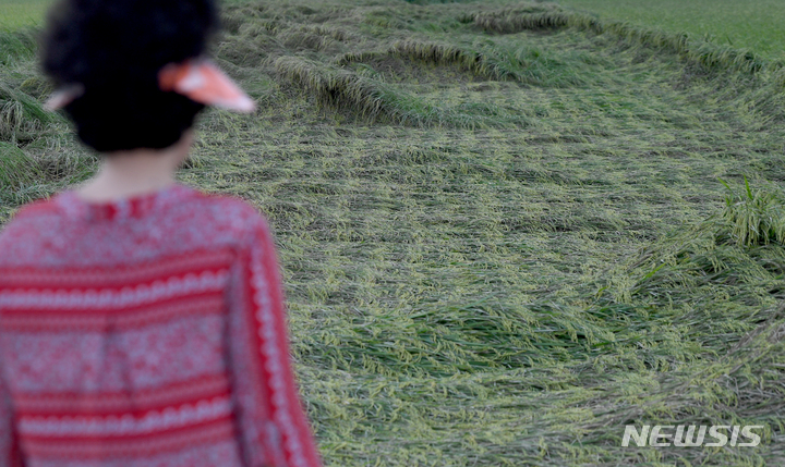 [진도=뉴시스] 김혜인 기자 = 한 논에서 농민이 쓰러진 벼를 바라보고 있다. 2022.09.06.hyein0342@newsis.com