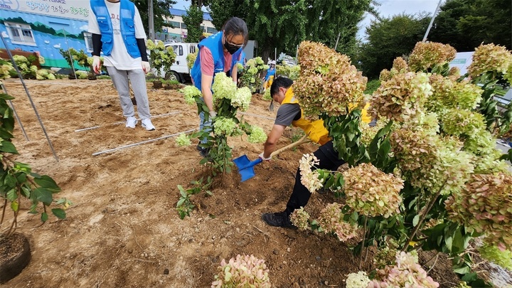 [완주=뉴시스] 강명수 기자 =전북 완주군은 봉동도시재생 주민공모 사업에 참여한 (사)따뜻한완주사랑의연탄나눔운동과 자원봉사자들이 만경강변에 수국을 식재했다고 7일 밝혔다. (사진 =완주군 제공) 2022.09.07. photo@newsis.com *재판매 및 DB 금지