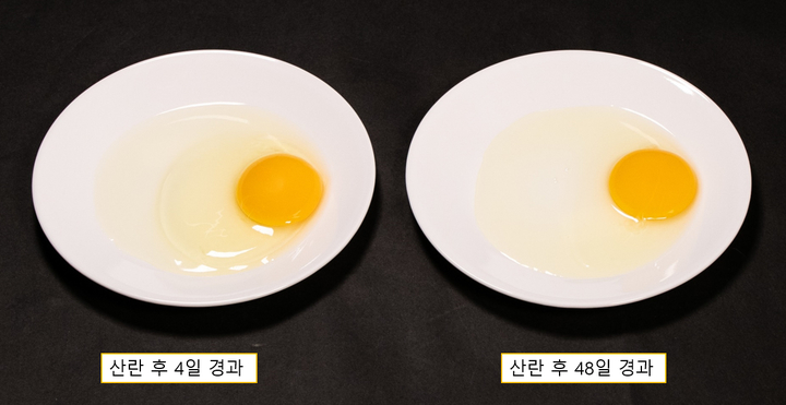 [세종=뉴시스] 시간 경과에 따른 달걀 농후난백 높이 차이. (사진=농촌진흥청 제공) *재판매 및 DB 금지