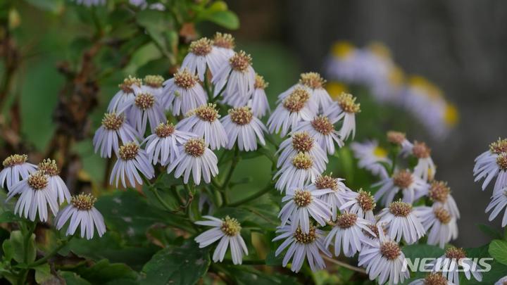 [서울=뉴시스]야생 상태의 추산쑥부쟁이(사진=국립생물자원관 제공) *재판매 및 DB 금지