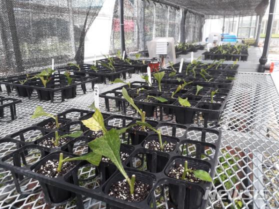 [서울=뉴시스]추산쑥부쟁이의 영양번식 연구 과정(사진=국립생물자원관 제공) *재판매 및 DB 금지